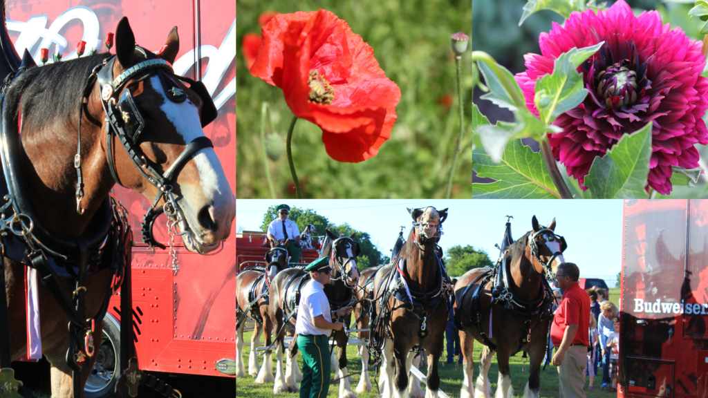 Graphic of Kimberly Preske's vision board. Kimberly's collage contains 4 images, two of horses and the other two are flowers.